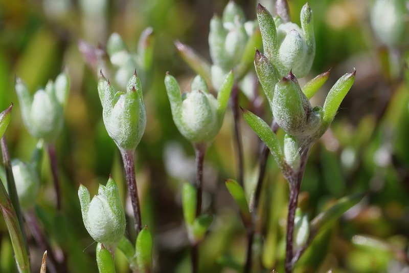 Angianthus preissianus photo 5