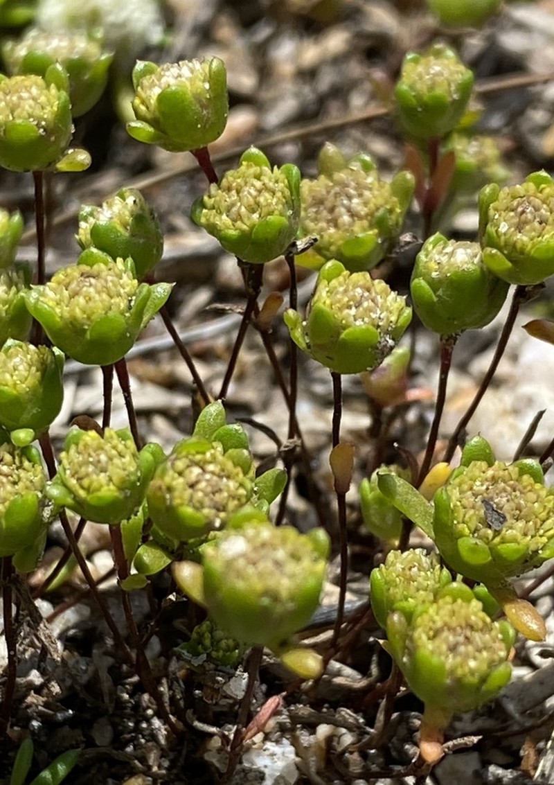 Angianthus preissianus photo 6