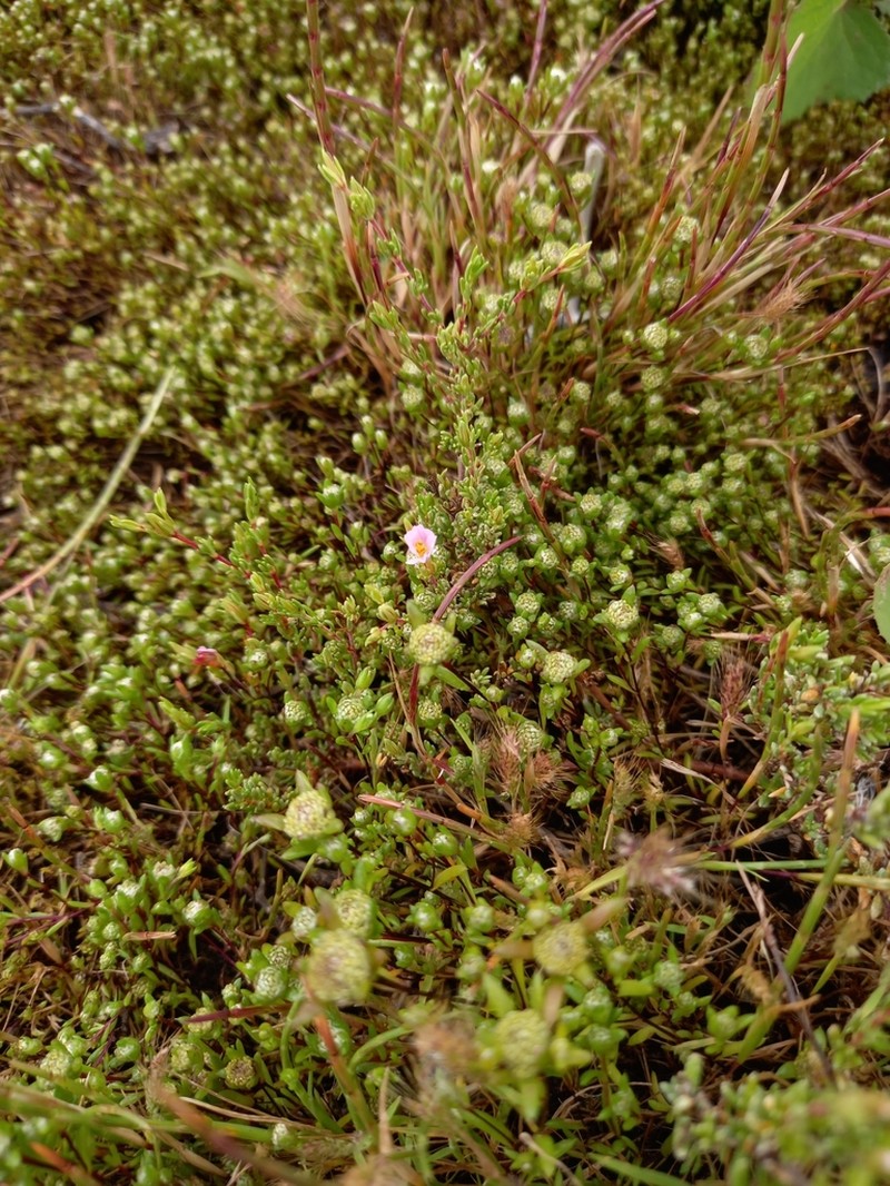Angianthus preissianus photo 7