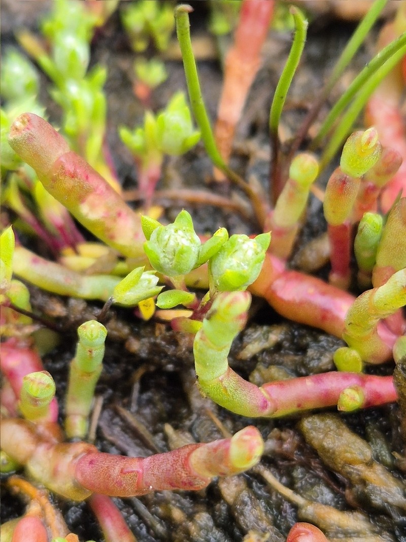 Angianthus preissianus photo 3