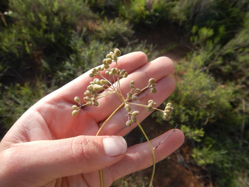 Anginon rugosum