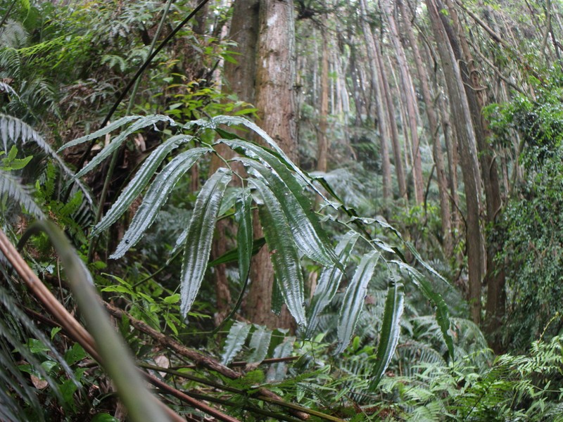 Angiopteris × itoi photo 2