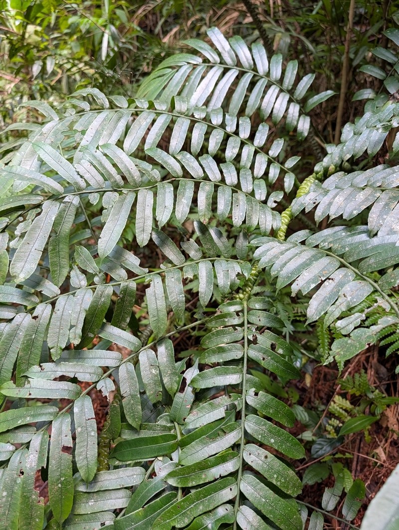 Angiopteris annamensis