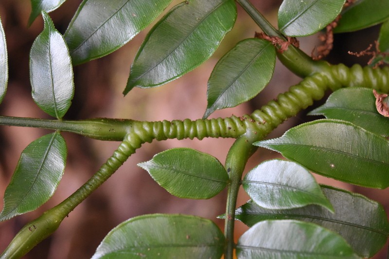 Angiopteris annamensis photo 2