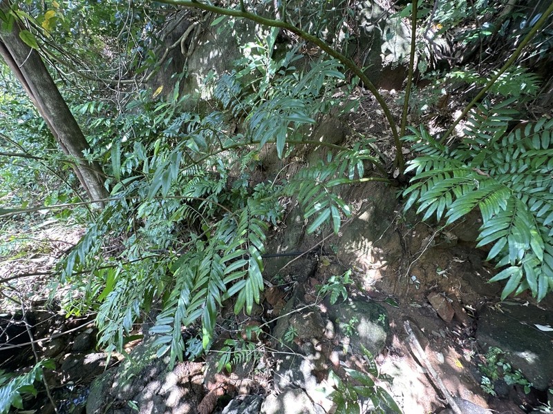 Angiopteris annamensis photo 3