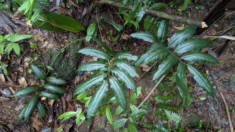 Angiopteris annamensis photo 4