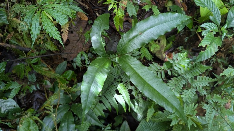 Angiopteris annamensis photo 5