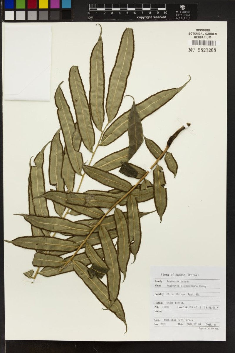 Angiopteris annamensis photo 6