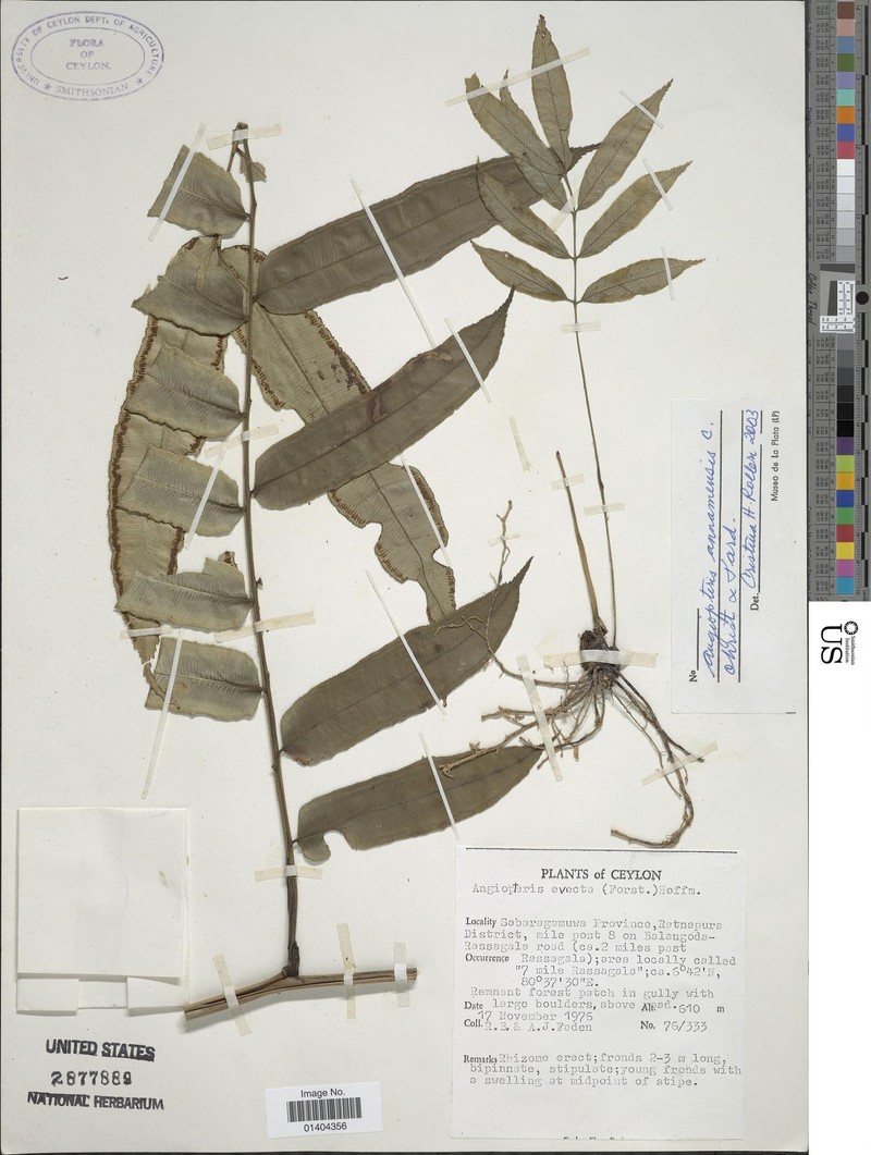 Angiopteris annamensis photo 7