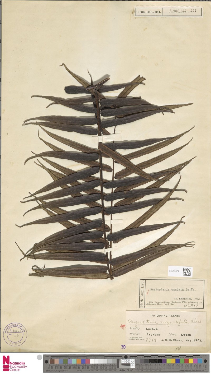 Angiopteris arborescens photo 3
