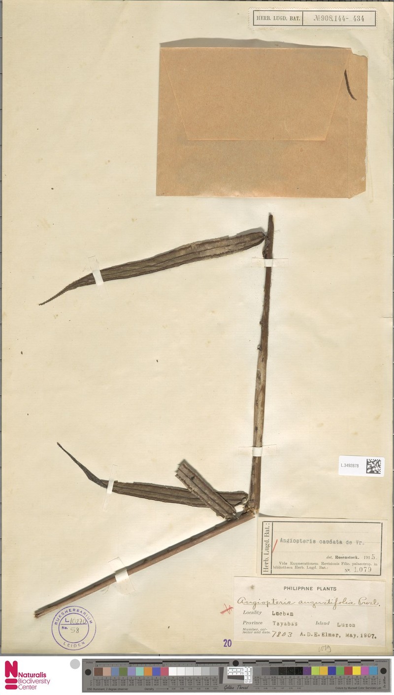 Angiopteris arborescens photo 4
