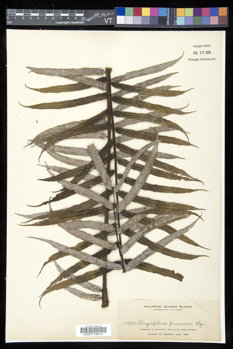 Angiopteris arborescens