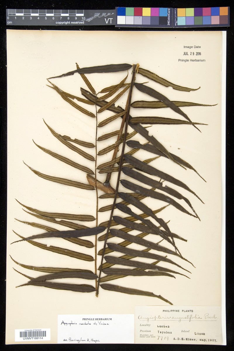 Angiopteris arborescens photo 2