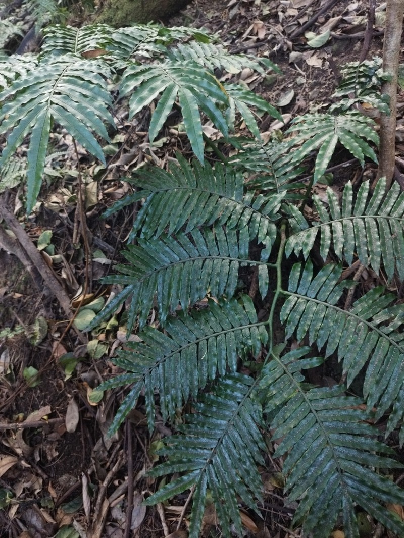 Angiopteris boninensis photo 2