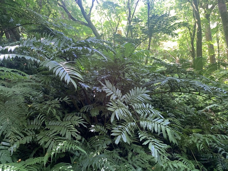 Angiopteris boninensis photo 3