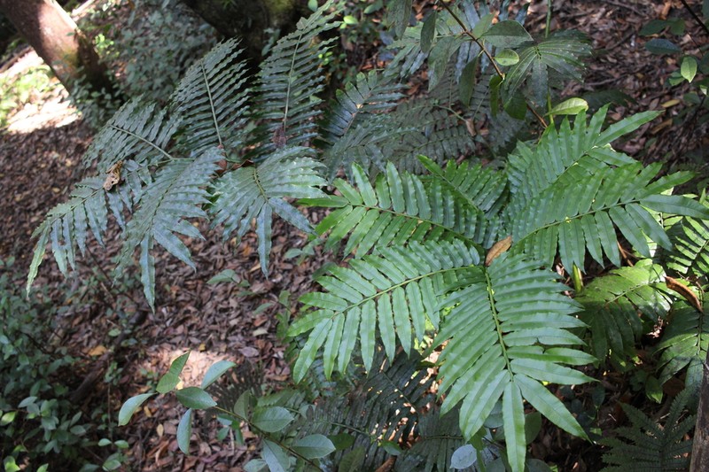 Angiopteris boninensis photo 4