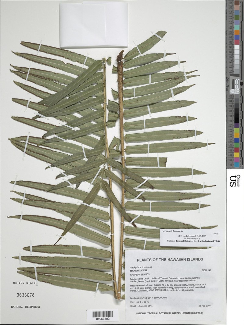 Angiopteris boninensis photo 6