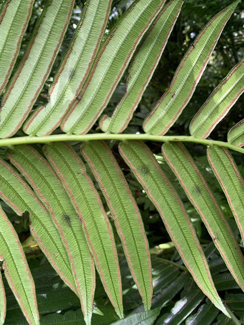 Angiopteris boninensis photo 7