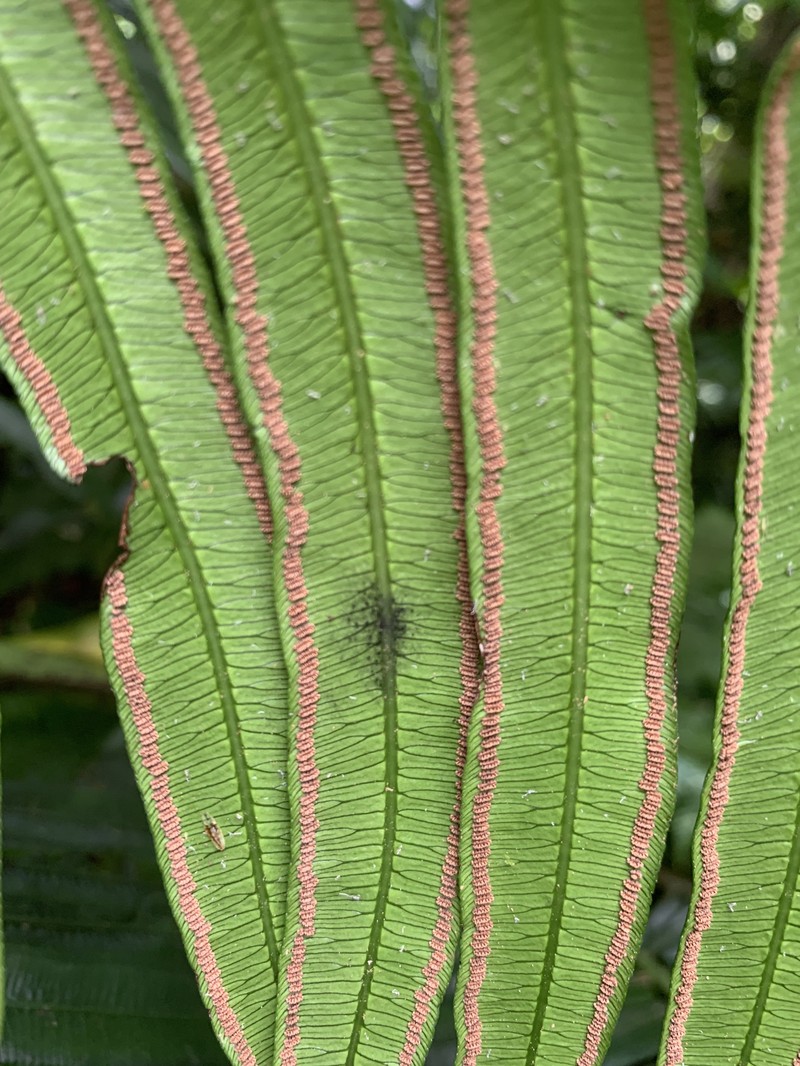 Angiopteris boninensis photo 8