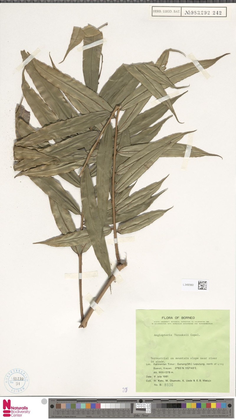 Angiopteris brooksii