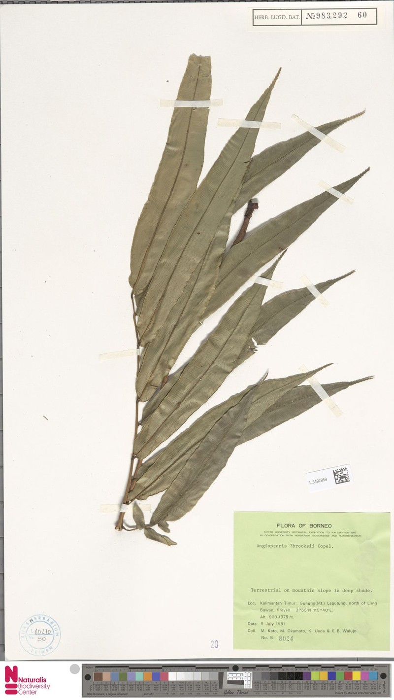 Angiopteris brooksii photo 2