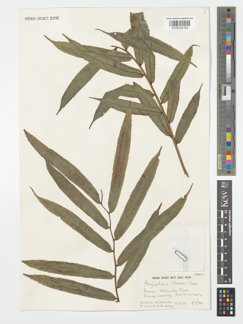 Angiopteris brooksii photo 3