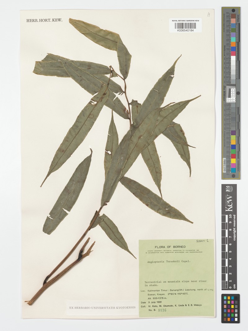 Angiopteris brooksii photo 4