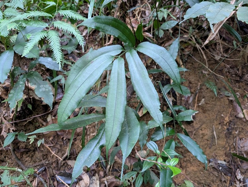 Angiopteris cadierei