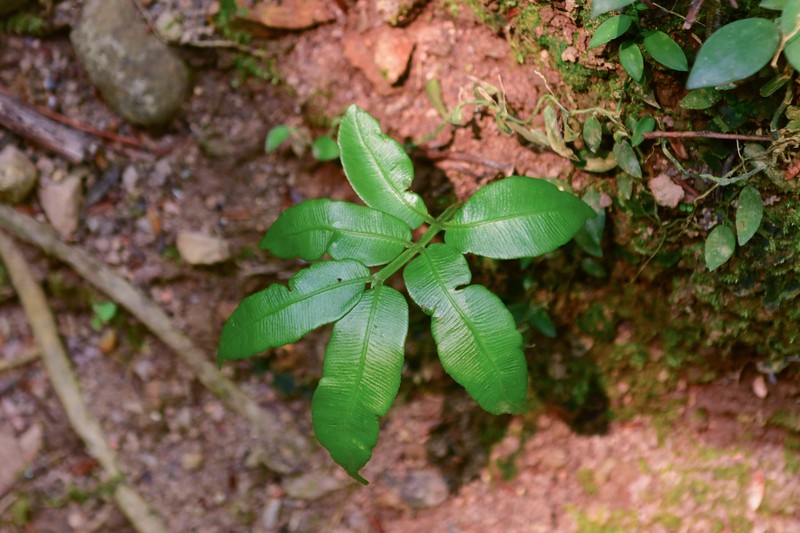 Angiopteris caudatiformis