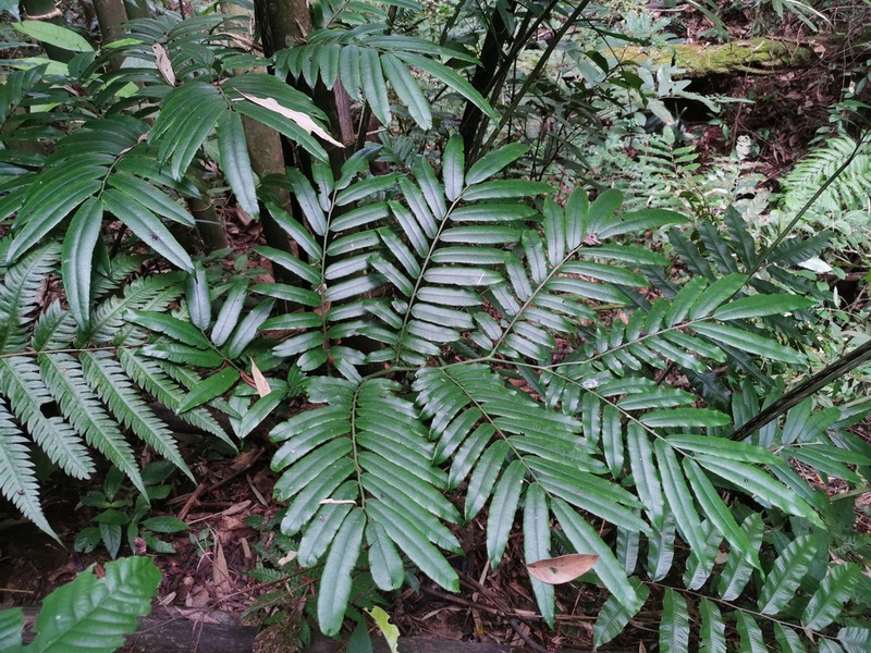 Angiopteris caudatiformis photo 2