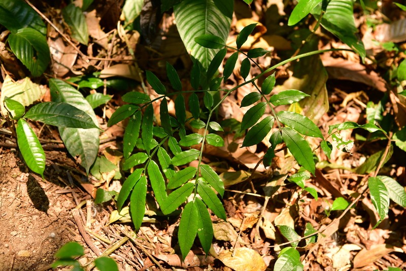 Angiopteris caudatiformis photo 3