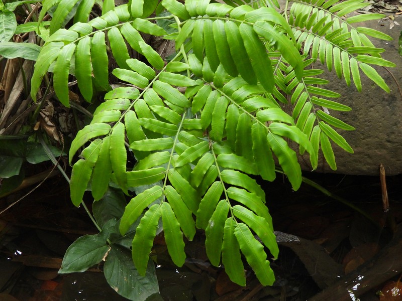 Angiopteris caudatiformis photo 4
