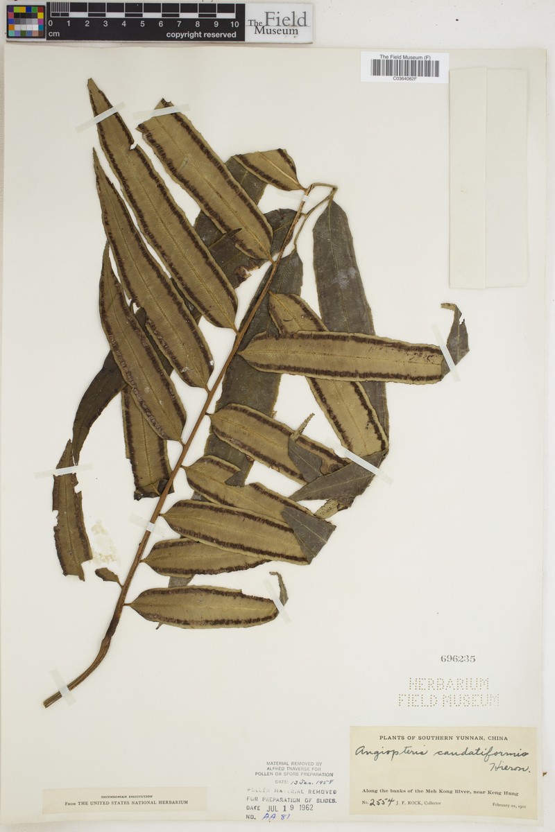 Angiopteris caudatiformis photo 5