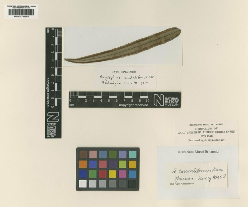 Angiopteris caudatiformis photo 6