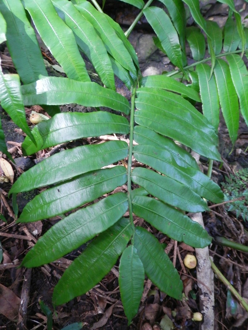 Angiopteris chauliodonta photo 5