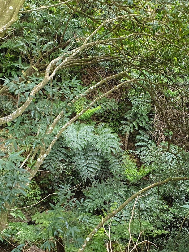 Angiopteris chauliodonta photo 6