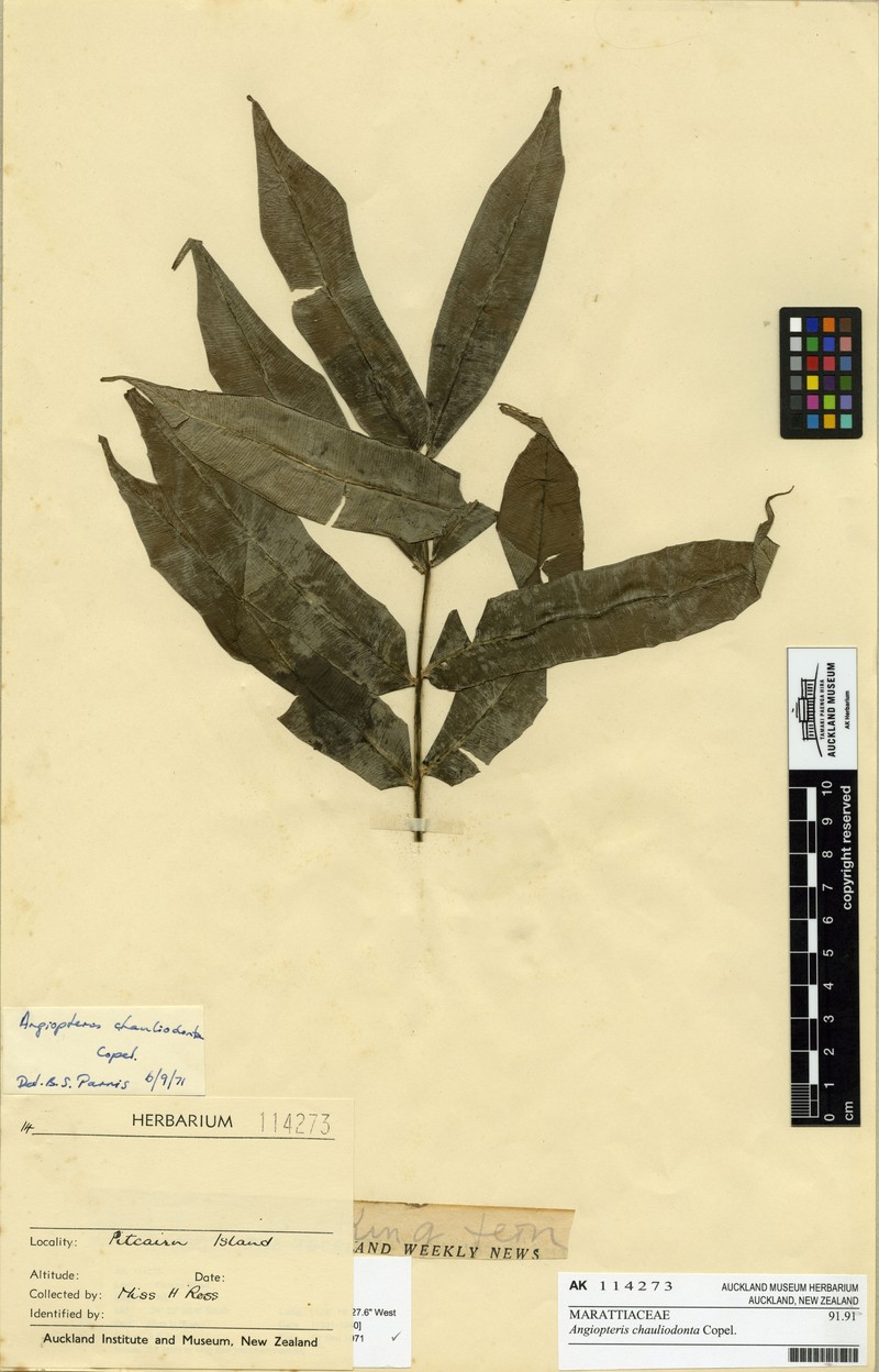 Angiopteris chauliodonta