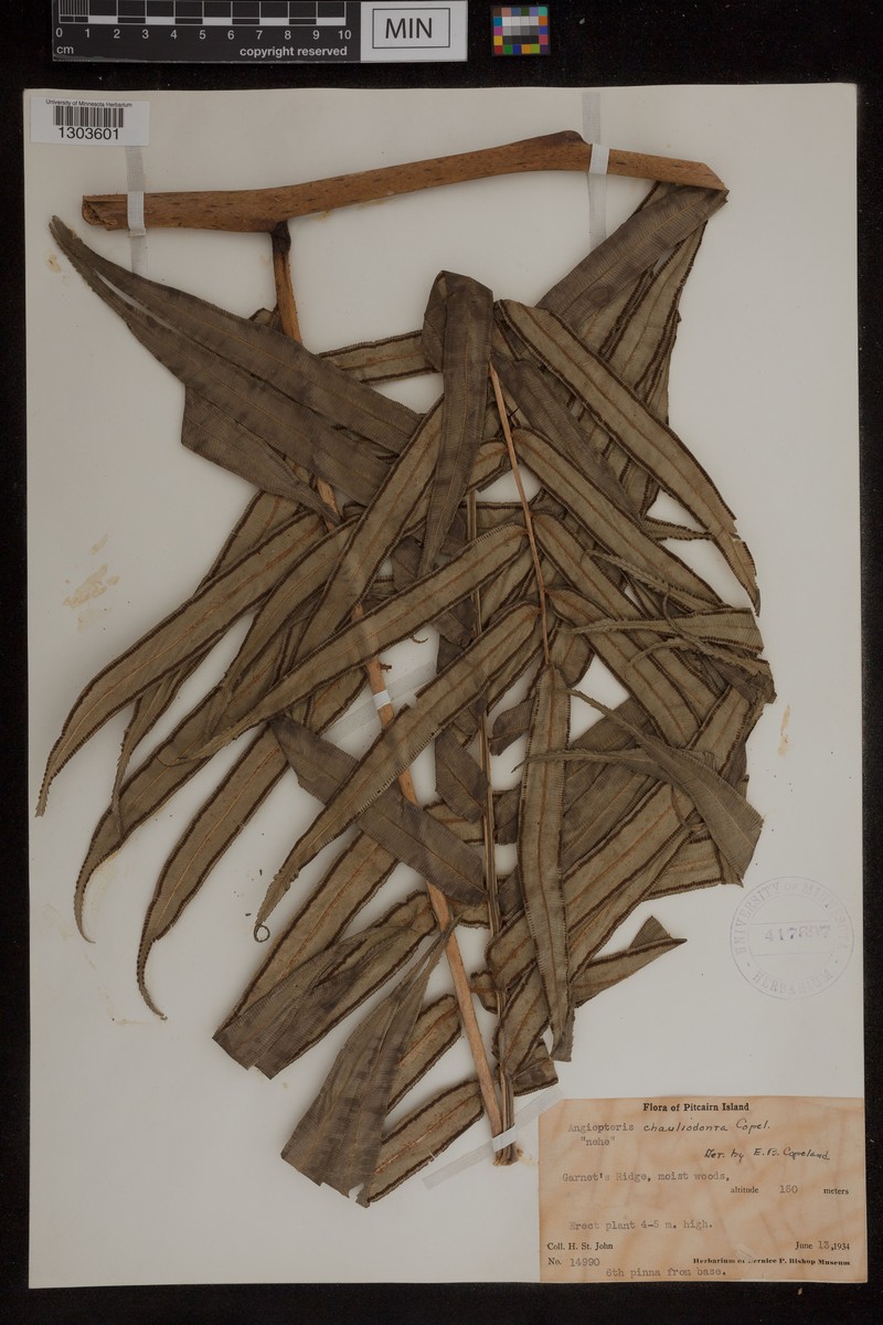 Angiopteris chauliodonta