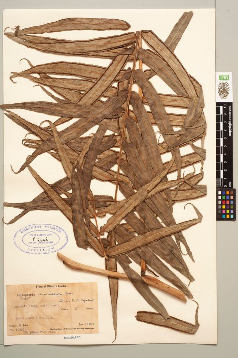 Angiopteris chauliodonta photo 2