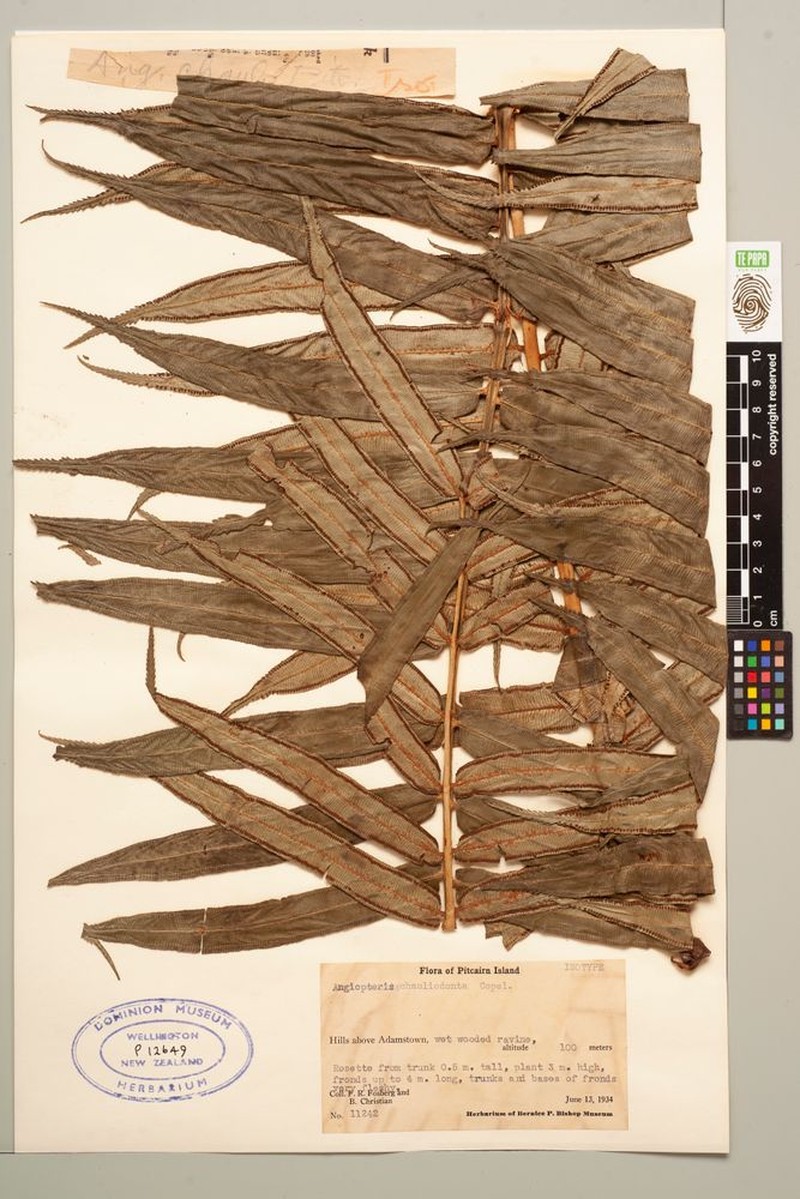Angiopteris chauliodonta photo 3