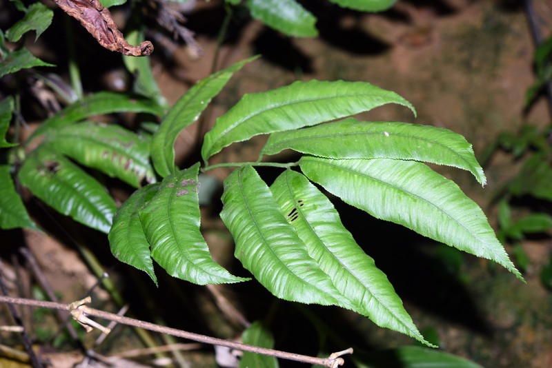 Angiopteris chingii