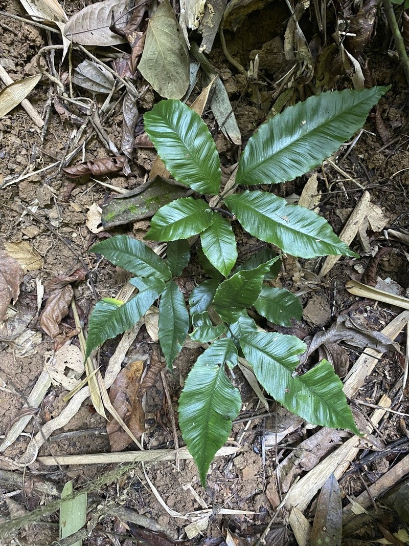 Angiopteris chingii photo 3