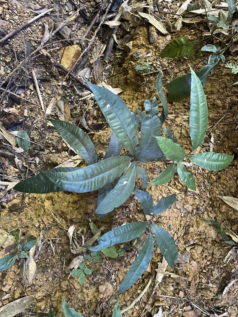 Angiopteris chingii photo 4