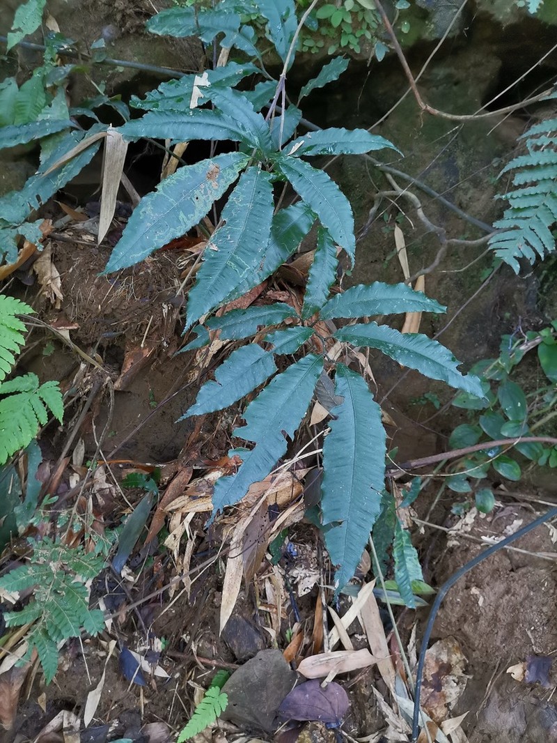 Angiopteris chingii photo 5