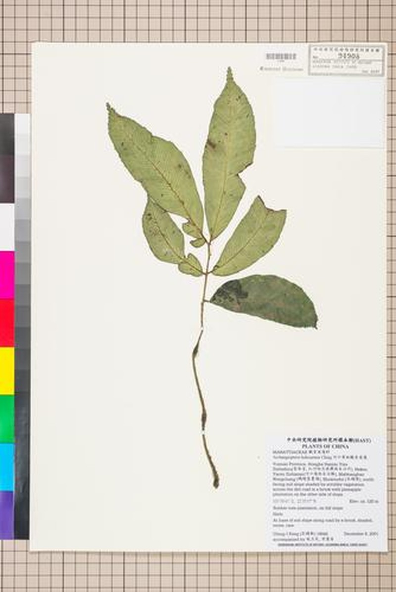 Angiopteris chingii
