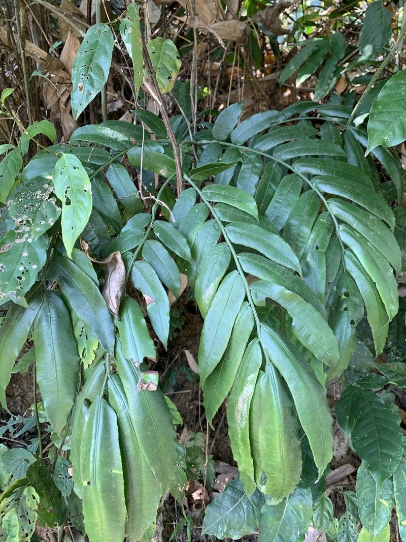 Angiopteris confertinervia
