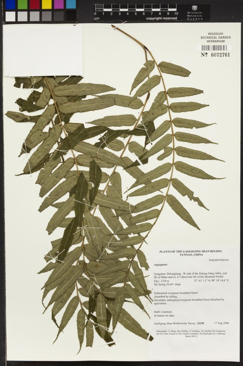 Angiopteris esculenta