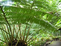 Oriental Vessel Fern