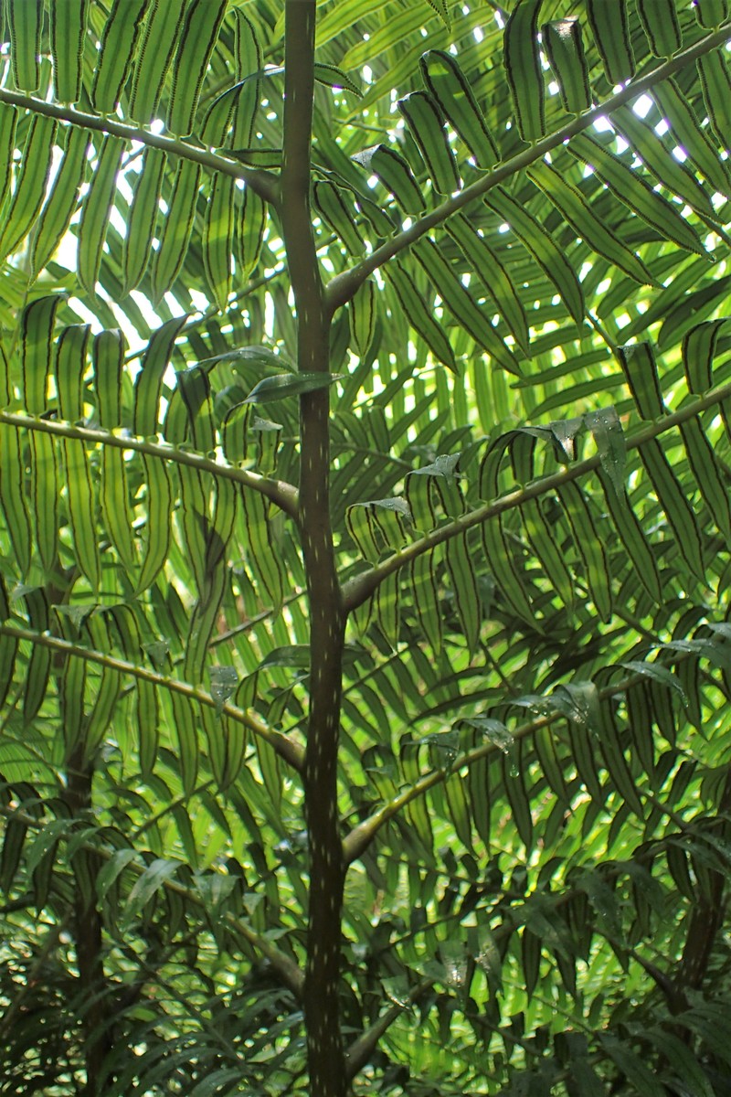 Oriental Vessel Fern photo 4
