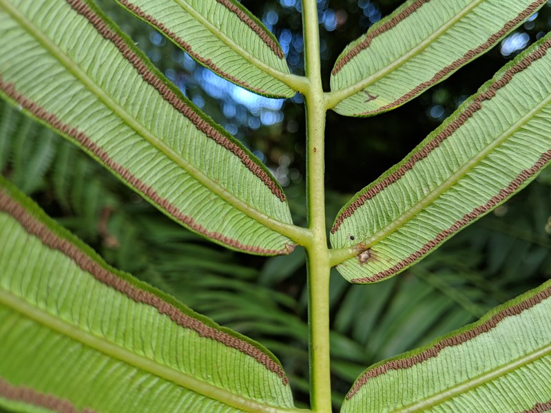 Oriental Vessel Fern photo 6